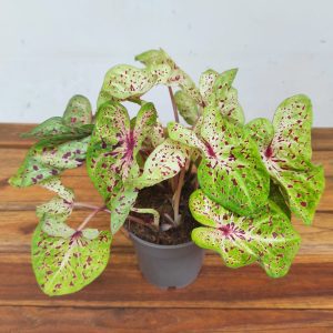Caladium 'Miss Muffet'