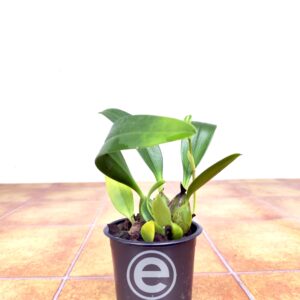 Bulbophyllum Pseudopicturatum - Sem Flor