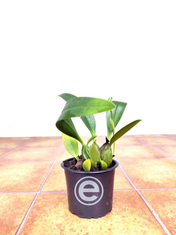 Bulbophyllum Pseudopicturatum - Sem Flor