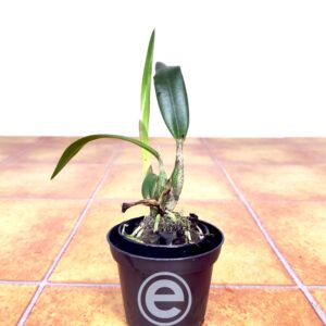 Cattleya Marriottiana - Sem Flor