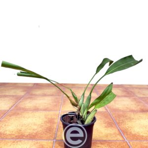 Coelogyne Bracteosa - Sem Flor
