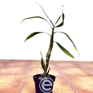 Dendrobium Fimbriatum Var. Oculatum - Sem Flor