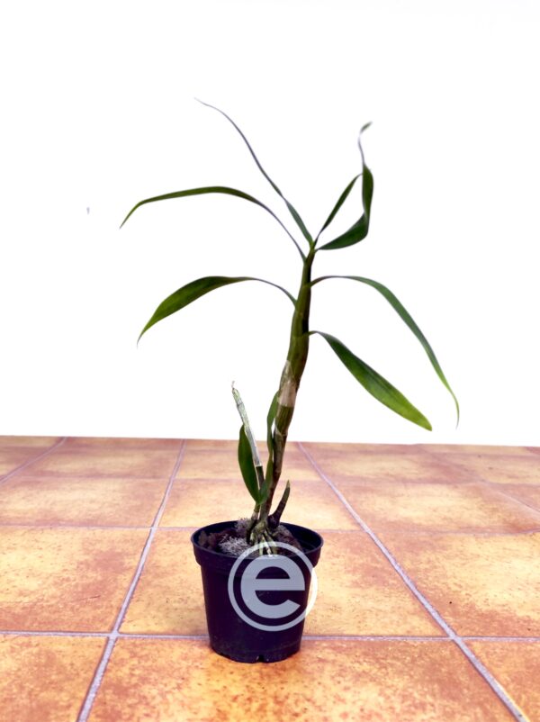 Dendrobium Fimbriatum Var. Oculatum - Sem Flor