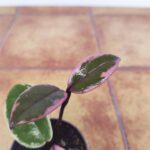 Hoya Flamingo Dream - Mini