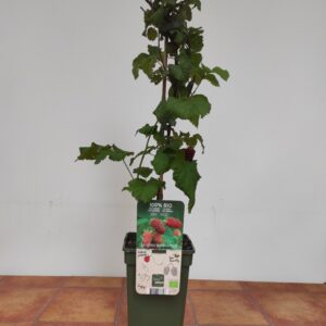 Rubus 'Tayberry' - Amora