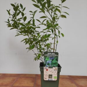Vaccinium corymbosum 'Reka' - Mirtilo