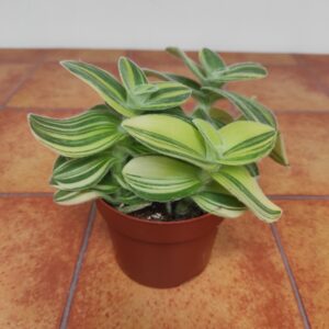 Tradescantia Sillamontana 'Brown Hill' |