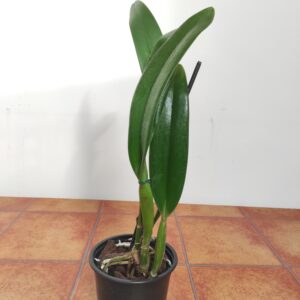 Cattleya Wallisii Mt. Ito