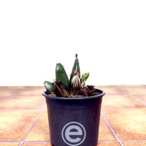Lycaste Macrobulbon x Deppei - Sem Flor