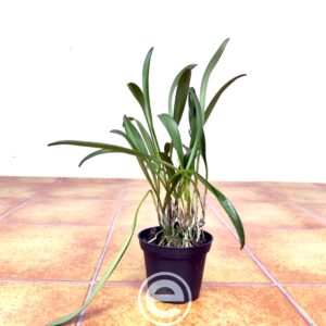 Masdevallia Incan Sun - Sem Flor