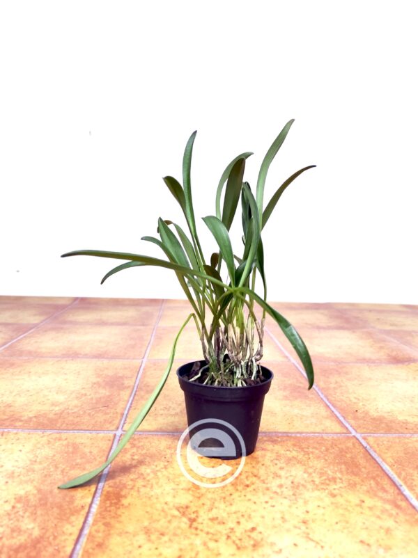Masdevallia Incan Sun - Sem Flor