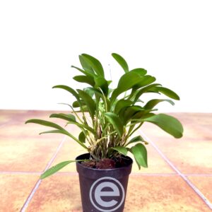 Masdevallia Nidifica Alexandra - Sem Flor