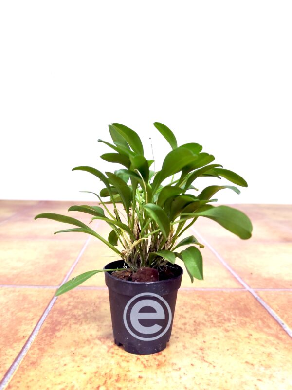 Masdevallia Nidifica Alexandra - Sem Flor