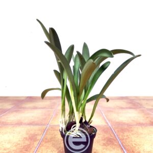 Masdevallia Venusta - Sem Flor