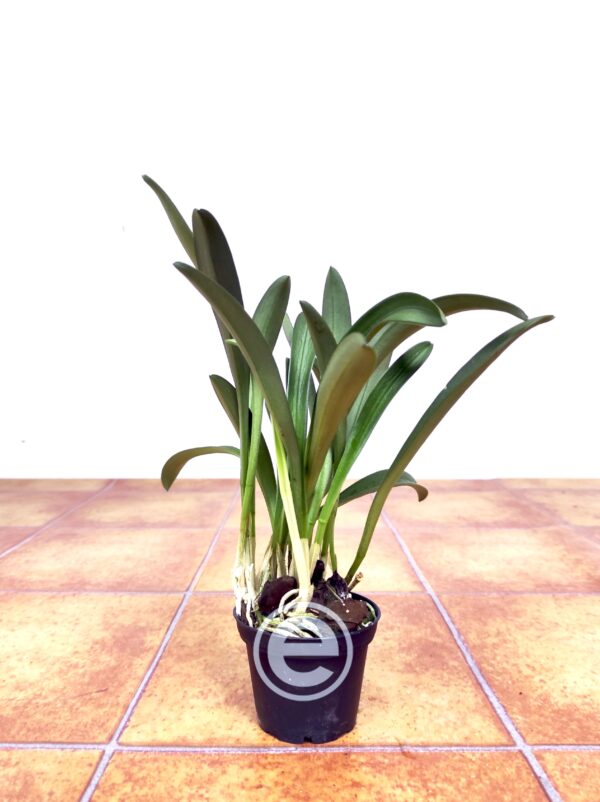 Masdevallia Venusta - Sem Flor