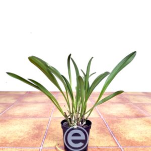 Masdevallia Veitchiana - Sem Flor