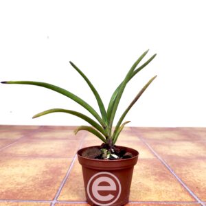 Vanda Bavarian Blue X Holcoglossum Wangii - Sem Flor