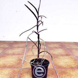 Vanda Christensoniana - Sem Flor