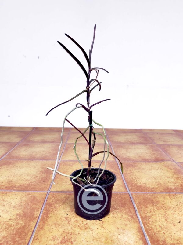 Vanda Christensoniana - Sem Flor