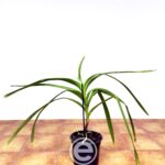 Vanda Tricolor Suavis Alba - Sem Flor