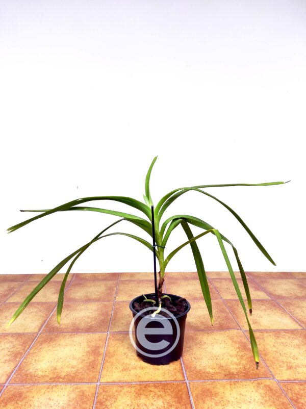 Vanda Tricolor Suavis Alba - Sem Flor