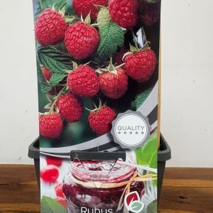 Rubus Idaeus 'Ottawa'