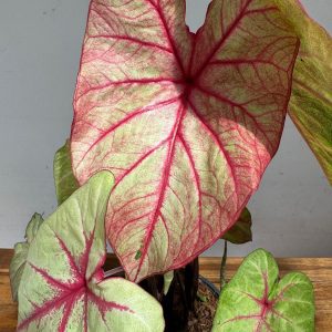 Caladium 'White Queen'