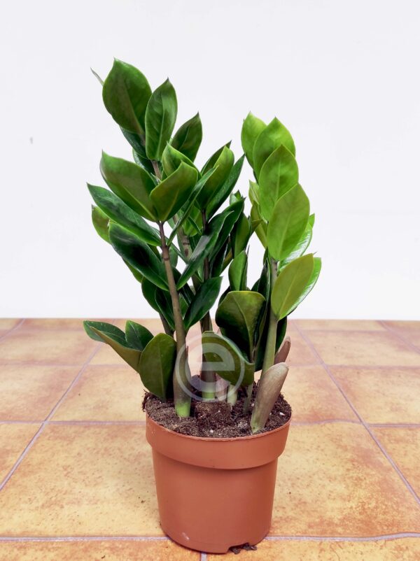 Zamioculca Zamiifolia Green Form - Image 2