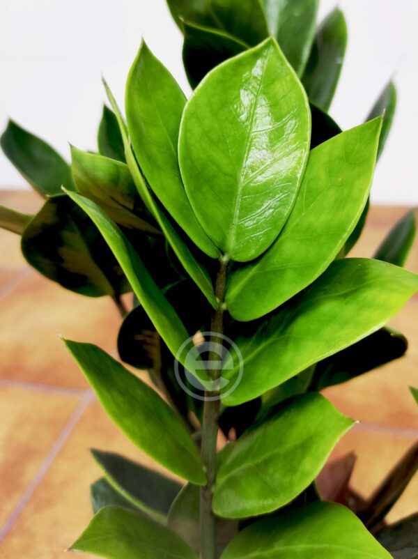 Zamioculca Zamiifolia Green Form