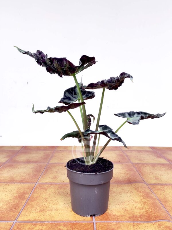 Alocasia Loco - Image 2