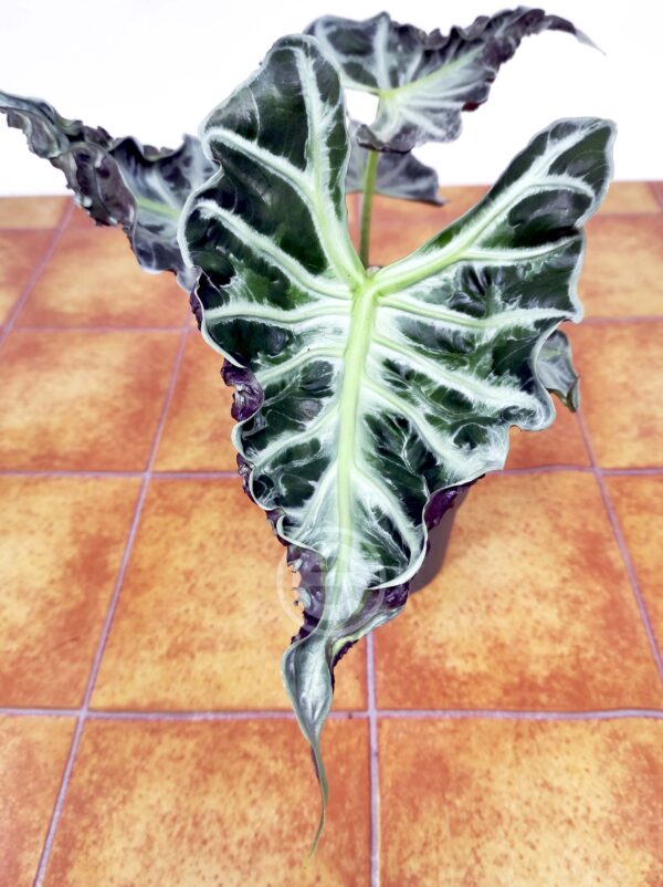 Alocasia Loco