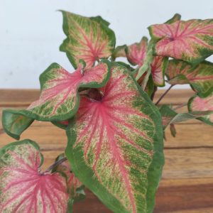 Caladium ‘Florida Red Ruffles'