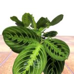Maranta Leuconeura Lemon Lime