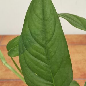 Monstera Obliqua Suriname