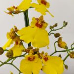 Oncidium Amarelo - Sem Flor