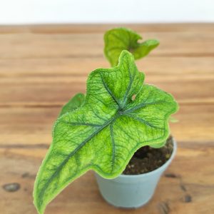 Alocasia Jacklyn - Mini