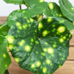 Farfugium Japon. 'Wavy Gravy'