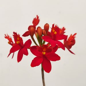 Epidendrum Vermelho