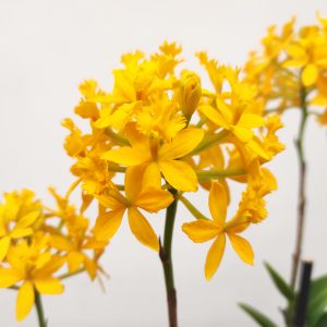 Epidendrum Amarelo
