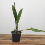 Cattleya Labiata F. Alba - Sem Flor