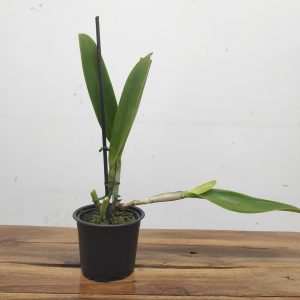 Cattleya Labiata F. Alba - Sem Flor