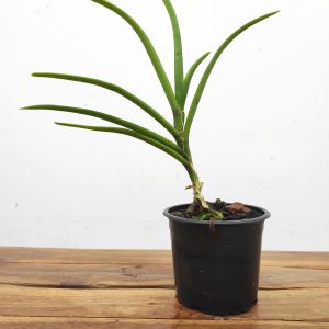 Vandoglossum - Sem Flor