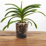 Vanda Falcata – Sem flor