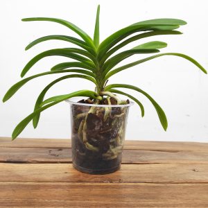 Vanda Falcata – Sem flor
