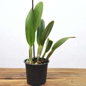 Rhyncholaelia Digbyana - Sem Flor