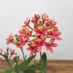 Epidendrum 'Salmão'