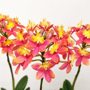 Epidendrum 'Salmão'