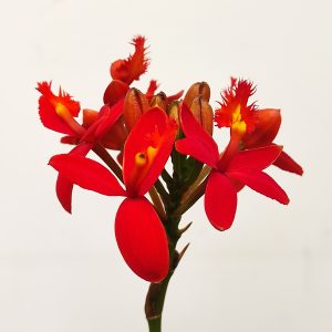 Epidendrum Vermelho