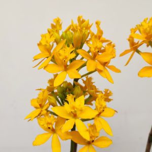 Epidendrum Amarelo