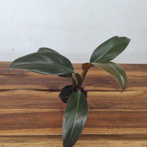 Philodendron 'Imperial Red'